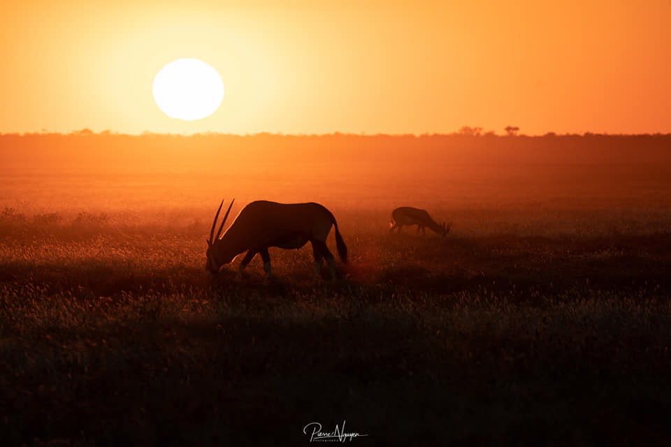 Projet H-EARTH par Free Spirit - Expeditions et photographies du monde - Namibie animaux sauvages