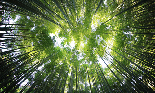 Free Spirit Re-Green The Planet programme de reforestation plantation d'arbres